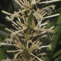 <i>Dracaena angolensis</i>  (Welw. ex Carri  re) Byng & Christenh.